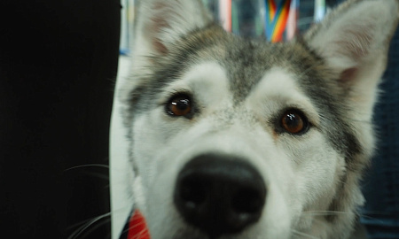 Атмосферное видео матча "Нефтехимик" - "Амур" Атмосферное видео матча "Нефтехимик" - "Амур"